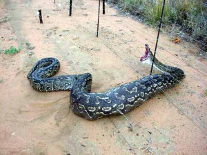 World Biggest Snake