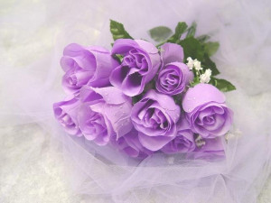 Roses Magnificent Purple Roses