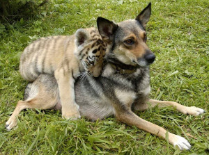German Shepherd and Tiger Cub, A cute couple. This little tiger cub ...