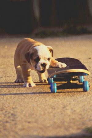 Cute Skateboarding Puppy in Adorable Dog Pics