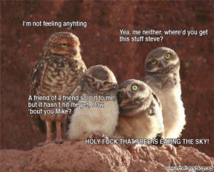 funny-owl-story-blog-nature-animals