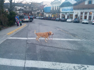 Dog Is Now a Lone Traveler Walking Himself Across The Street With The ...
