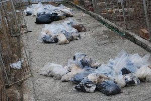 Romania's homeless animals... no-one ever wanted them. Except PROTAN!