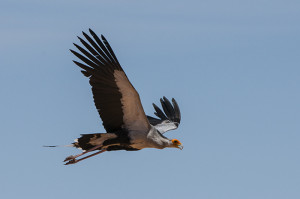 Bald Eagle Flight Homer Alaska