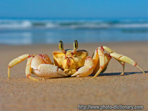 crab - photo/picture definition - crab word and phrase image