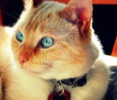 Close up Sunny by hattiesky