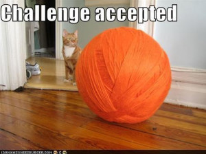 challenge-accepted-cat-ball-funny-picture