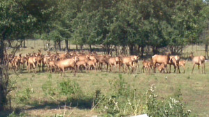 Thread: Elk Hunt and private land permission?