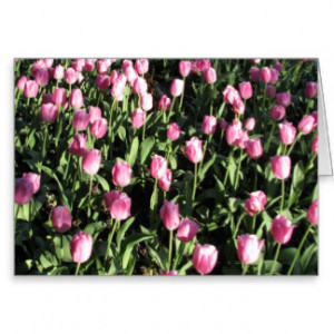 Tulips With Quotes And Sayings Gifts