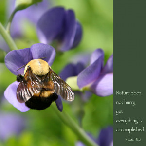 Heidi Hermes › Portfolio › Bumble Bee on Baptista: Lao Tzu quote