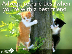 Cute kittens with friend quote.