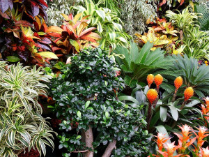 tropical garden plants and flowers