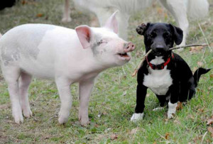 Tags: Cute animal pictures : Pig and Dog