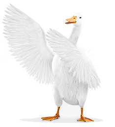 Aflac Png Compare aflac rates