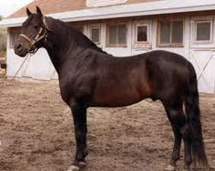 ... old type of morgans more morgan horse morgan horse lippitt morgan