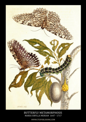 ... Snake and Moth Metamorphosis Image by Maria Sibylla Merian circa 1705