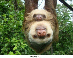 Two Sloths Hanging From A Tree