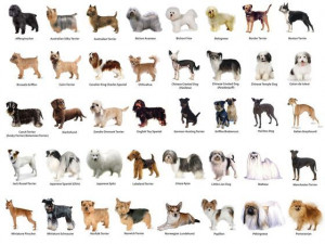 What-Dog-Breed-Are-You.jpg
