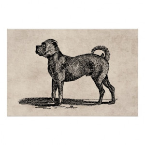Vintage 1800s Pug Dog Illustration - Dogs Print