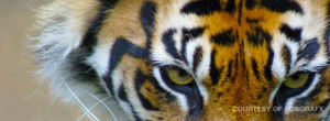 Free timeline cover image: In waking a tiger, use a long stick