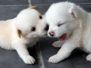 Funny Cute Kissing Puppies New Photos