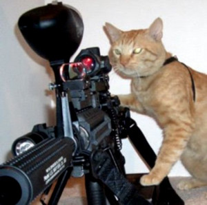 Sniper Cat Funny With Gun