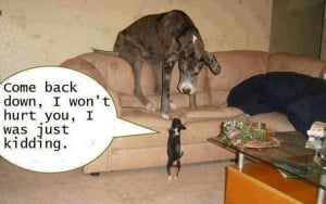 hilarious dog joke pic Hilarious Dog Joke LMAO!!