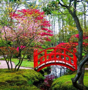 Japanese garden with a lovely red bridge over a small stream