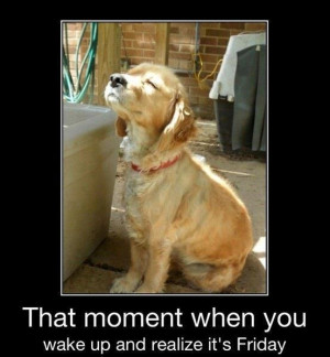 ... dog that moment when you wake up and realize it s friday ah friday