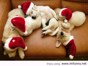 It’s Christmas time to sleep / Funny Pictures, Funny Quotes – P...