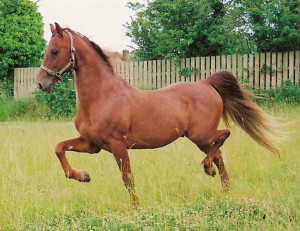 beautiful hors saddlebredten walker saddlebred ten walker saddlebred ...