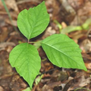 poison ivy poison ivy is a small slightly woody plant