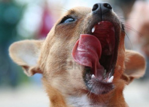 Crazy Looking dog images,crazy dog pictures, funny dog images, cute ...