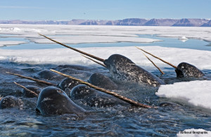 The narwhal is an Arctic species that forages along ice edges and ...