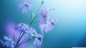 Purple Violet Flowers