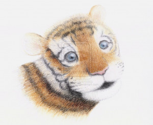 Tiger Cub Sghtly Credited