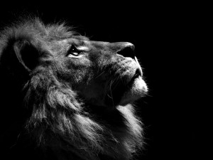 Photo: Profile of a lion's face