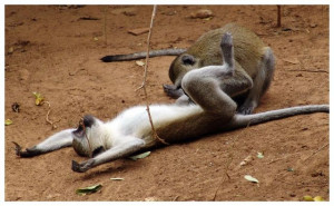 Wild Things – Animals Are Pretty Kinky