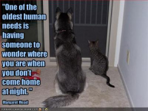 funny cat quotes funny dog