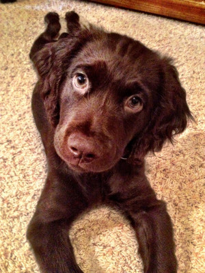My heart! #boykin #spaniel Boykin Spaniel, Animal
