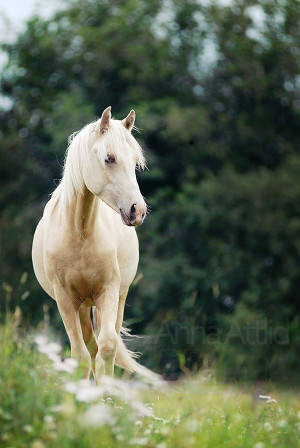 Found on colourize.deviantart.com