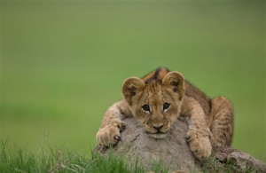 Cute Amerian Lion Cub Seating Fearless in Stone HD Photos