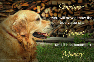 Heartwarming Old Dog Quotes