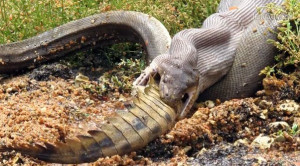 Thread: In Florida Snake Eats Crocodile
