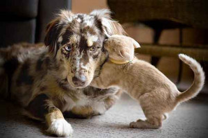 cute series of cats and dogs hugging it out, proving that they ...