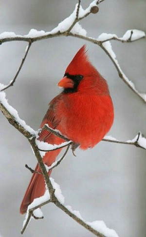 cardinal on snowy branch