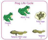 Frog-Life-Cycle-June-Preschool-Frog-Week-Theme.jpg