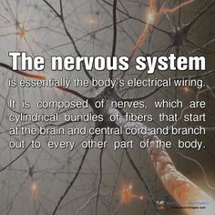 The Nervous System is essentially the body's electrical wiring. It's ...