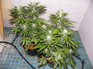 bonsai marijuana plants