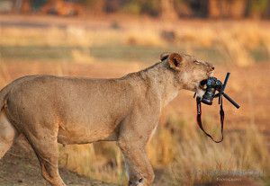 lioness makes off with photographer Ed Hetherington's camera (see ...